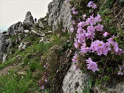 60 Ci accompgana anche  il rododendro cistino (Rhodothamnus chamaecistus)
